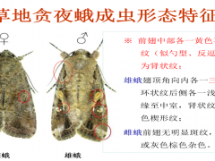 唐山市古冶区农业农村局 增强技术培训，打赢草地贪夜蛾监测防控战