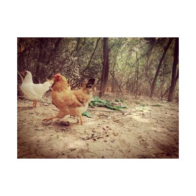 [供]行走于山林田间，飲的是山泉。好吃回味