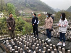 商洛：省现代农业科学研讨院副院长王莲花一行在柞水县展开产业扶贫“三排查三清零”