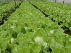 叶菜类蔬菜种植技术要点及苗期中前期管理措施