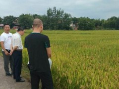 鹰潭市展开种子繁育基地专项反省