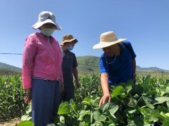 省种子站在昔阳县展开优质抗旱大豆品种运豆101示范与推行项目中期反省