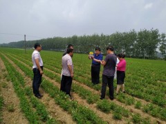 临沭县未雨绸缪积极做好草地贪夜蛾防控义务-临沂市农业农村局