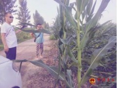 玉田县农业技术人员积极协助玉米灾祸保险勘察任务 为农业政策性保险迷信理赔提供强无力的技术支撑