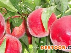 突围桃苗种植_优良突围桃苗首推诚信果树苗木