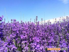 薰衣草供应-山东哪里供应的薰衣草好