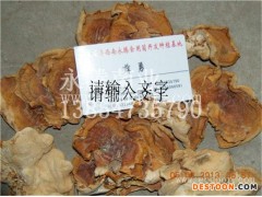 菌种-永腾榆耳专业批发商-菌种自己可以培育吗