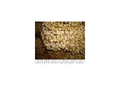 香菇菌种有那几个品种-香菇菌种-永滕食用菌基地