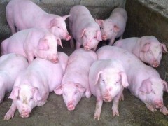 营口鹤壁市农业农村局多措并举助力生猪恢复消费义务-营口鹤壁市农业农村局