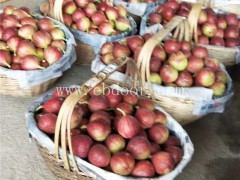 无花果苗品种-江苏无花果苗-金华果友果苗成活率高(查看)