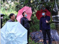 联动专家力气，推进泸州荔枝产业高质量展开