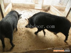 河北野猪养殖地址-格六牧业(在线咨询)-河北野猪养殖