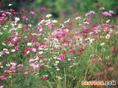 临沧金鸡菊种子-金鸡菊种子多少钱-二月蓝农业(推荐商家)