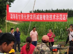 州农科所、县甘蔗站结合举行甘蔗技术培训会