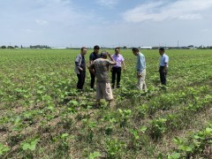 扬州鹤壁市绿色食品反省组来我鹤壁市展开绿色食品现场反省义务 - 义务静态 - 高邮鹤壁市农业农村局
