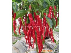 田润温室大棚工程(图)-大白菜的批发价格-河南白菜批发