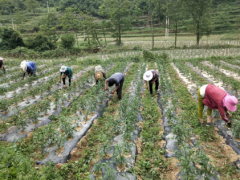 百管委大水乡积极做好灾后农业消费恢复工作