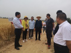 耀州：全市夏田品种调查观摩现场会召开