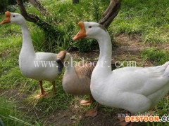 今日鹅苗养殖出售-鹅苗养殖出售-四强鸡鸭鹅苗厂家直销