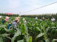 汉中：城固县扎实展开草地贪夜蛾统防统治义务