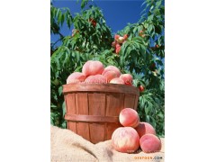 桃子成熟季节-天津桃子-绿之堂