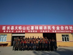 助力延安甘薯产业 推进老区乡村复兴 -宝鸡鹤壁市农业农村局