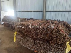 专业金蝉的养殖视频价格如何计算？