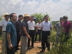 省农业农村厅党委委员吴国昌调研督导我市受污染耕地安全使用和秸秆综合使用义务