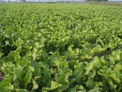 辣根栽植管理及播种储存