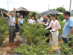 省农科院驻费县挂职干部专家一行调研费县果茶消费情况-临沂市农业农村局