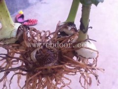 白芨种类-上海白芨-叶氏药材合作社
