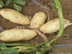 大棚马铃薯种子多少钱一斤-雪原农业科技种业