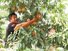 固安县板材村：鲜桃熟了日子“甜”了