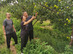 高位定点，系统谋划　推进果业高质量展开