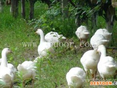 亳州今日鹅苗养殖-信阳四强鸡鸭鹅苗全-今日鹅苗养殖厂