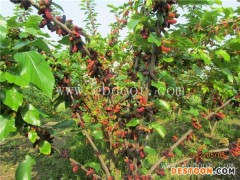 长果桑苗-果源农业—品种多-长果桑苗哪家好