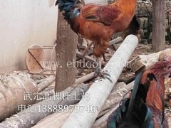 瑞丽无量山土鸡-昆明无量山土鸡哪里有卖-明丽农业(推荐商家)