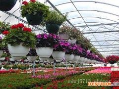 花卉温室大棚-花卉温室大棚建造费用