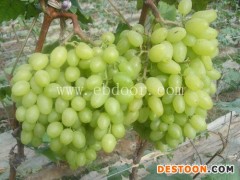 葡萄秋苗批发-鲁粒大棚葡萄苗(在线咨询)-葡萄秋苗