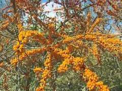 穆棱沙棘 穆棱红豆杉果顺利经过国度天文标志农产品认证