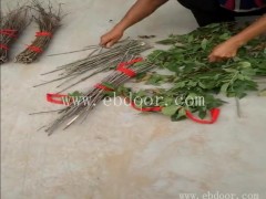 大棚知了猴养殖多少钱-大棚知了猴养殖-淼源专注金蝉养殖技术