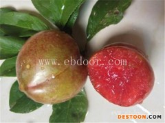 果源农业—值得选择(图)-冰糖李子树苗多少钱-冰糖李子树苗