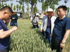 鹤壁市督导组反省督导陇县小麦条锈病防控义务-宝鸡鹤壁市农业农村局