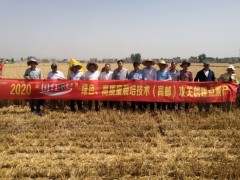 我鹤壁市小麦攻关单产再创佳绩再创记载 - 义务静态 - 高邮鹤壁市农业农村局