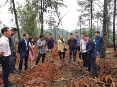 泸州天麻可望归入国度食药物质管理试点