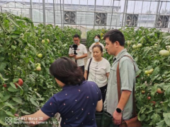 深化院地共建协作，科技助力蔬菜产业起飞