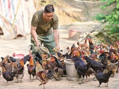 “代养”新形式 脱贫更无力