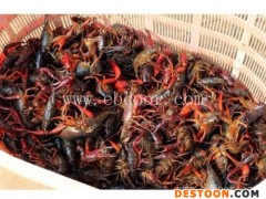 小龙虾养殖-无锡小龙虾养殖-金智祥潜江龙虾养殖技术