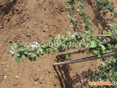 苹果新品种大全-苹果新品种-现代果业品种优势