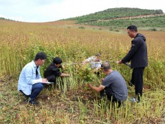 威宁：优质苦荞新品种黔苦5号和黔苦7号亩单产逾越200公斤